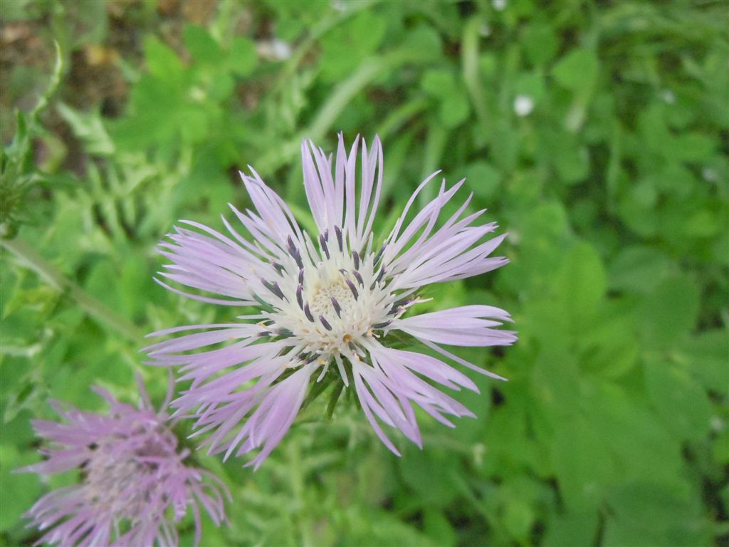 Galactites tomentosus / Scarlina